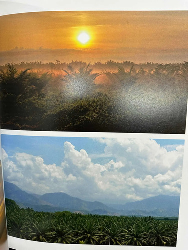 Palma De Aceite En Colombia