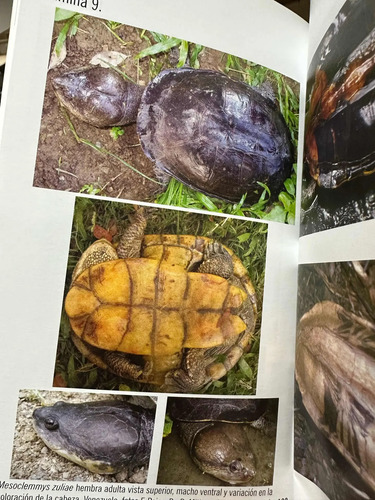 Las Tortugas Y Los Cocodrilianos De Los Países Andinos