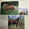 Libro Caballos 1001 Fotos