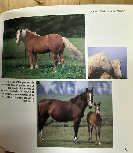 Libro Caballos 1001 Fotos