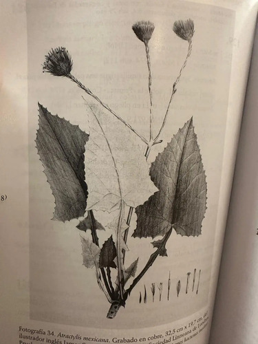 Mutis, Apóstol De Linneo - José Antonio Amaya