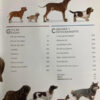 producto_639279655221265043_3 La Guía Completa De Razas Caninas - Dorling Kindersley