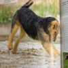 producto_639279655232708037_4 La Guía Completa De Razas Caninas - Dorling Kindersley