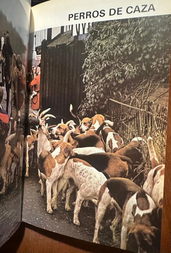 Guía De Perros