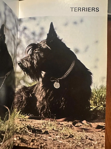 Guía De Perros